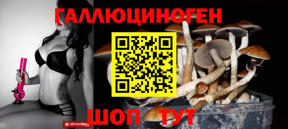 Галлюциногенные грибы Psilocybine cubensis Горно-Алтайск